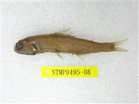 藏品(奈氏眼眶魚)的圖片